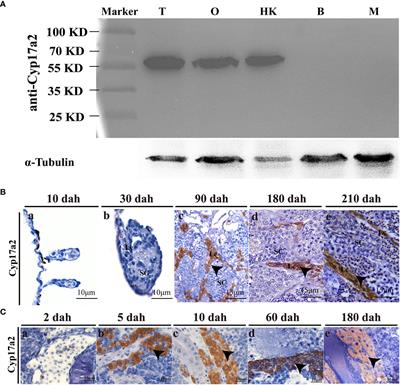 Cyp17a2 is involved in testicular development and fertility in male Nile tilapia, Oreochromis niloticus